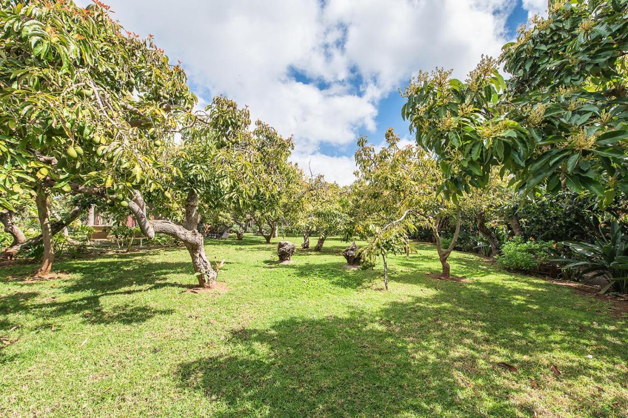 Homeforguest Cosy Rural Flat El Romero With Large Gardens Tacoronte Exterior photo